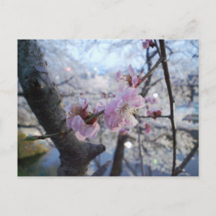 Sakura - Cherry Blossom in Kajo Park Briefkaart