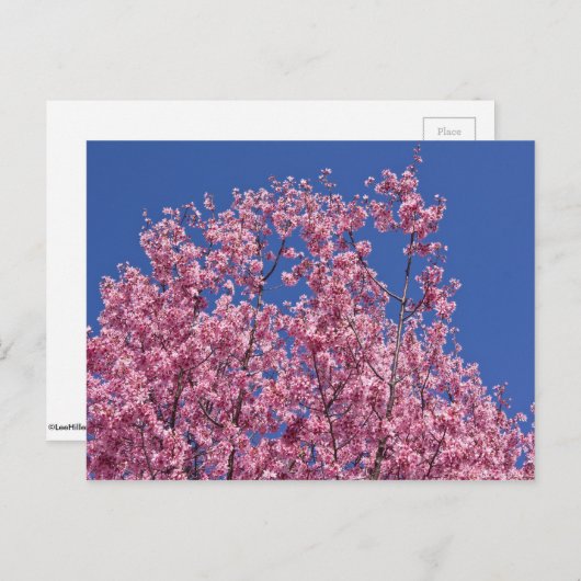 Sakura Cherry Blossom in the Blue Briefkaart (Voorkant / Achterkant)
