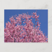 Sakura Cherry Blossom in the Blue Briefkaart (Voorkant)
