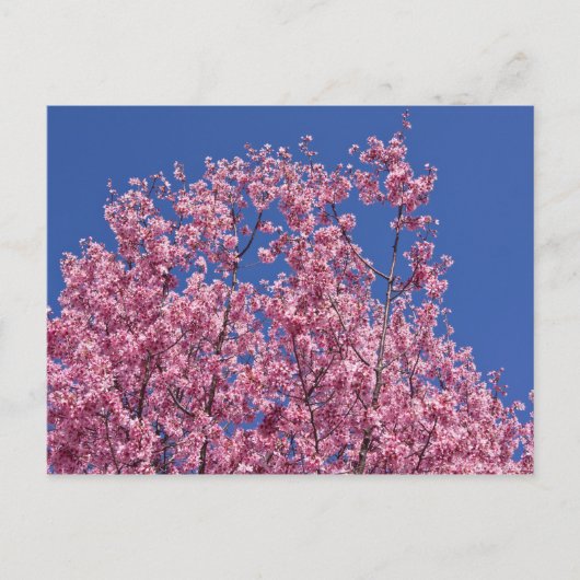 Sakura Cherry Blossom in the Blue Briefkaart (Voorkant)
