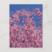Sakura Cherry Blossom in the Blue Briefkaart (Voorkant)