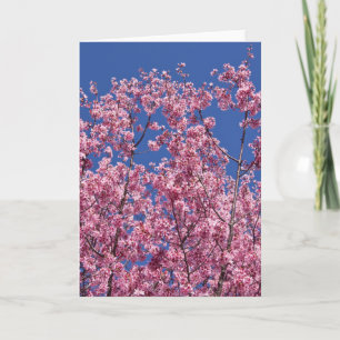Sakura Cherry Blossom in the Blue Kaart