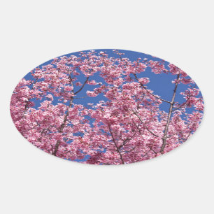 Sakura Cherry Blossom in the Blue Ovale Sticker