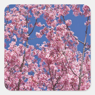 Sakura Cherry Blossom in the Blue Vierkante Sticker