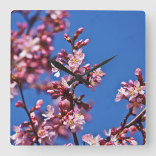 Sakura Cherry Blossom met blauw Vierkante Klok