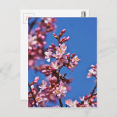 Sakura Cherry Blossom met Blue Briefkaart (Voorkant / Achterkant)