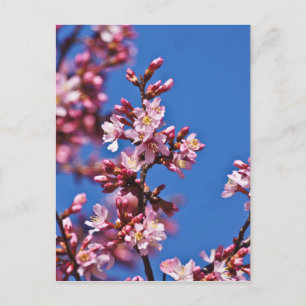 Sakura Cherry Blossom met Blue Briefkaart