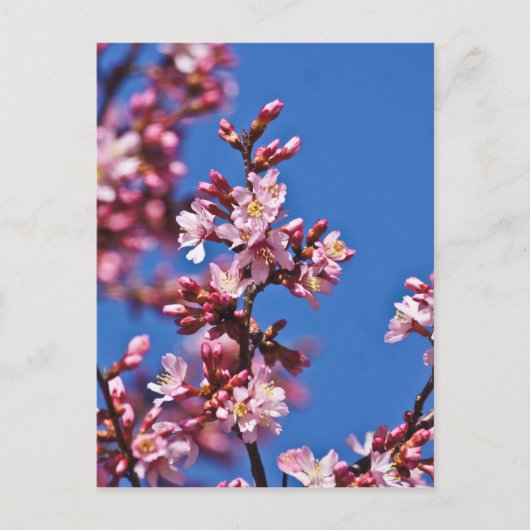 Sakura Cherry Blossom met Blue Briefkaart (Voorkant)