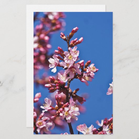 Sakura Cherry Blossom met Blue Briefpapier (Voorkant / Achterkant)