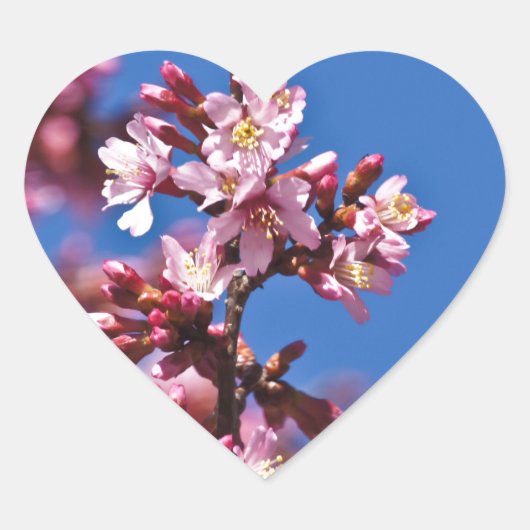 Sakura Cherry Blossom met Blue Hart Sticker (Voorkant)