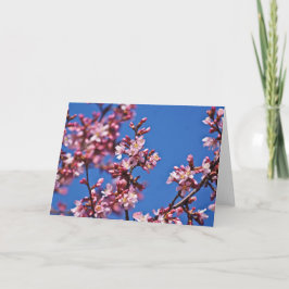 Sakura Cherry Blossom met Blue Kaart