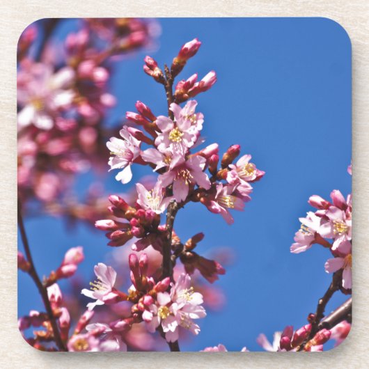 Sakura Cherry Blossom met Blue Onderzetter (Voorkant)