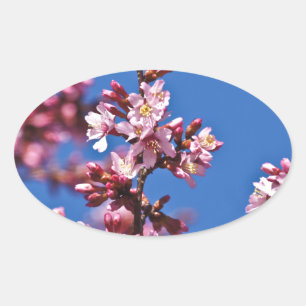 Sakura Cherry Blossom met Blue Ovale Sticker