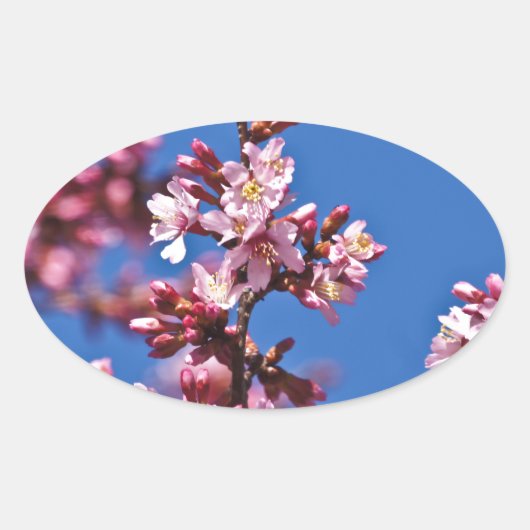 Sakura Cherry Blossom met Blue Ovale Sticker (Voorkant)