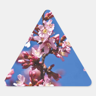 Sakura Cherry Blossom met Blue Sticker