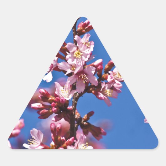 Sakura Cherry Blossom met Blue Sticker (Voorkant)