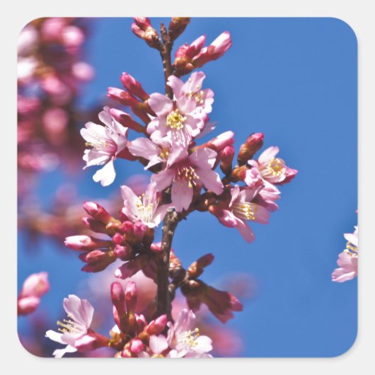 Sakura Cherry Blossom met Blue Vierkante Sticker (Voorkant)