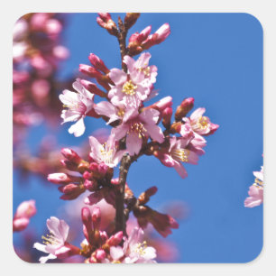 Sakura Cherry Blossom met Blue Vierkante Sticker