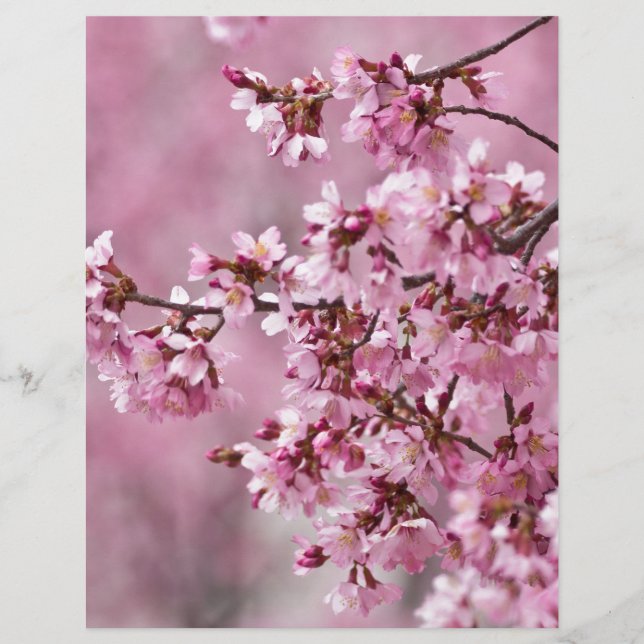 Sakura Cherry Blossom Pastel Pink Layers (Voorkant)