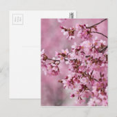 Sakura Cherry Blossom Pastel Pink Layers Briefkaart (Voorkant / Achterkant)