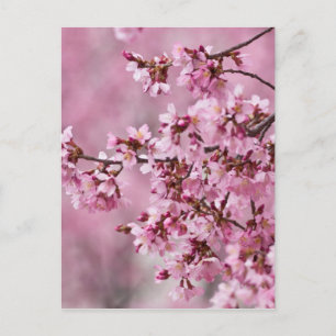 Sakura Cherry Blossom Pastel Pink Layers Briefkaart