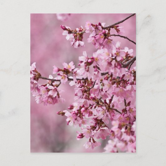 Sakura Cherry Blossom Pastel Pink Layers Briefkaart (Voorkant)
