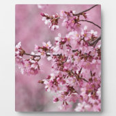 Sakura Cherry Blossom Pastel Pink Layers Fotoplaat (Voorkant)