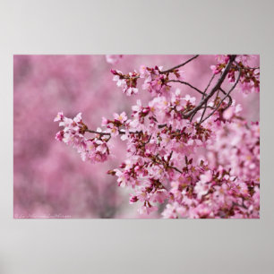 Sakura Cherry Blossom Pastel Pink Layers Poster