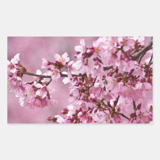 Sakura Cherry Blossom Pastel Pink Layers Rechthoekige Sticker (Voorkant)