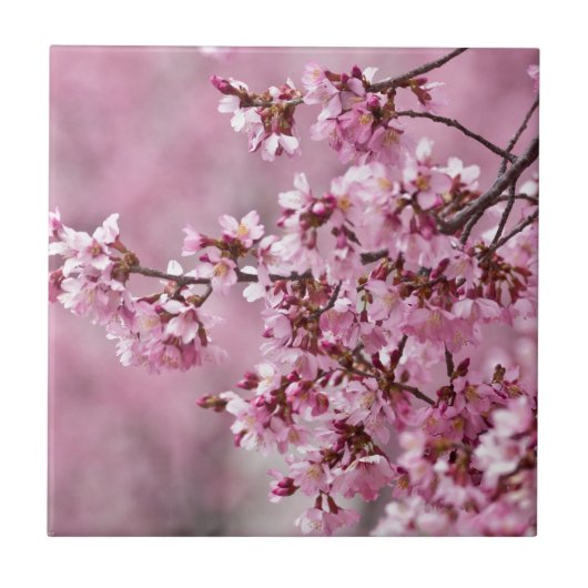 Sakura Cherry Blossom Pastel Pink Layers Tegeltje (Voorkant)