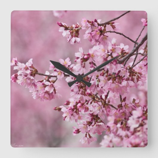 Sakura Cherry Blossom Pastel Pink Layers Vierkante Klok (Voorkant)