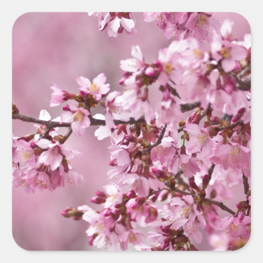 Sakura Cherry Blossom Pastel Pink Layers Vierkante Sticker (Voorkant)