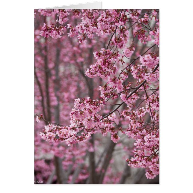Sakura Cherry Blossom Pink (Voorkant)