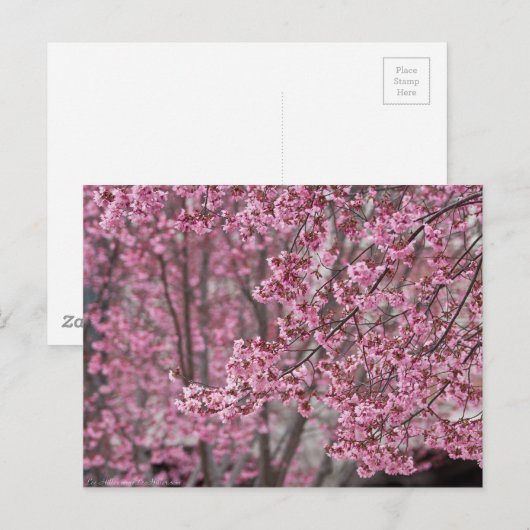 Sakura Cherry Blossom Pink Briefkaart (Voorkant / Achterkant)