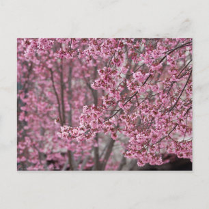 Sakura Cherry Blossom Pink Briefkaart