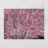 Sakura Cherry Blossom Pink Briefkaart (Voorkant)