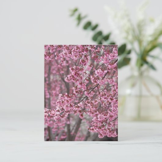 Sakura Cherry Blossom Pink Briefkaart (Staand voorkant)