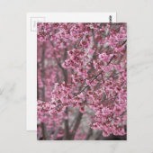 Sakura Cherry Blossom Pink Briefkaart (Voorkant / Achterkant)