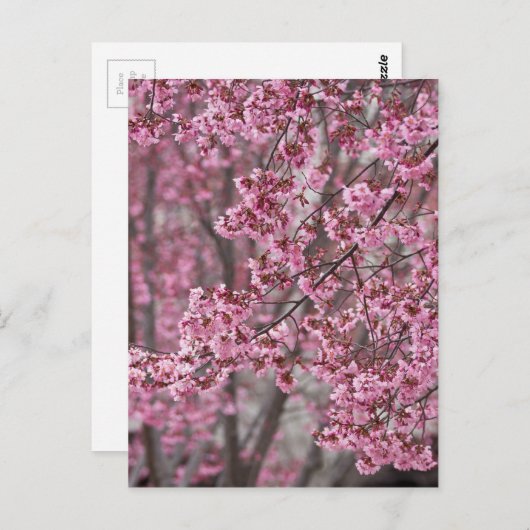 Sakura Cherry Blossom Pink Briefkaart (Voorkant / Achterkant)