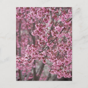 Sakura Cherry Blossom Pink Briefkaart