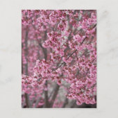 Sakura Cherry Blossom Pink Briefkaart (Voorkant)