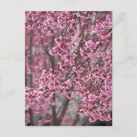 Sakura Cherry Blossom Pink Briefkaart (Voorkant)