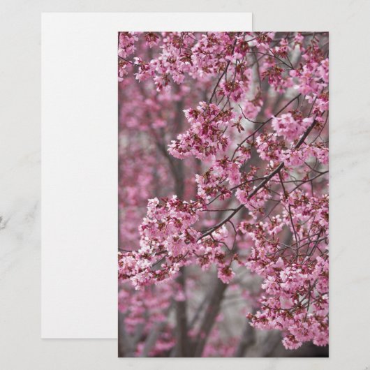 Sakura Cherry Blossom Pink Briefpapier (Voorkant / Achterkant)