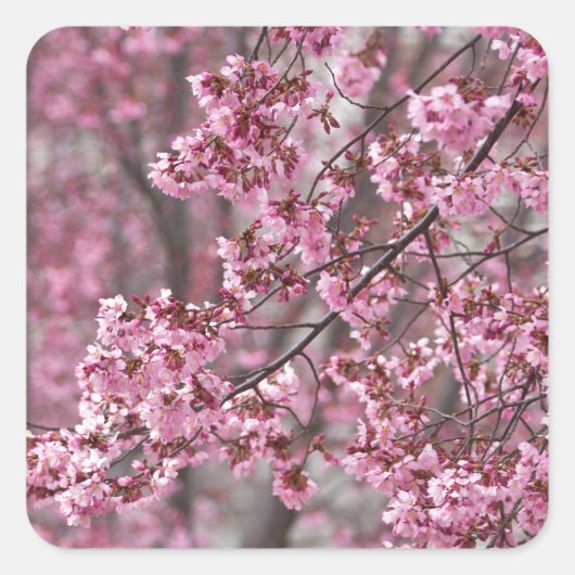 Sakura Cherry Blossom Pink Vierkante Sticker (Voorkant)