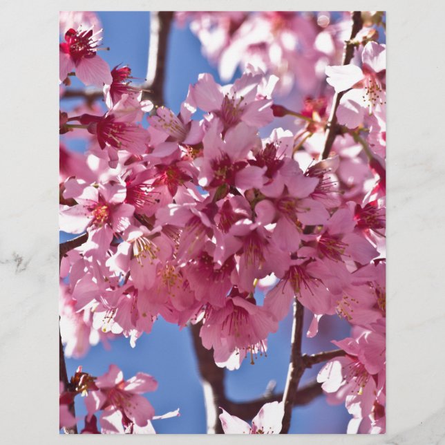 Sakura Cherry Blossom Red Stars (Voorkant)