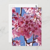 Sakura Cherry Blossom Red Stars Briefkaart (Voorkant / Achterkant)