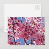 Sakura Cherry Blossom Red Stars Briefkaart (Voorkant / Achterkant)