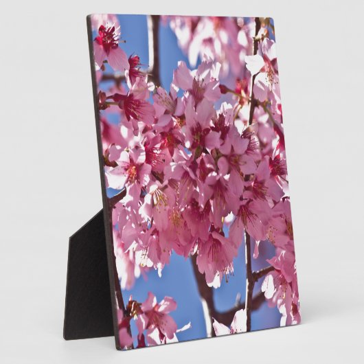 Sakura Cherry Blossom Red Stars Fotoplaat (Zijkant)