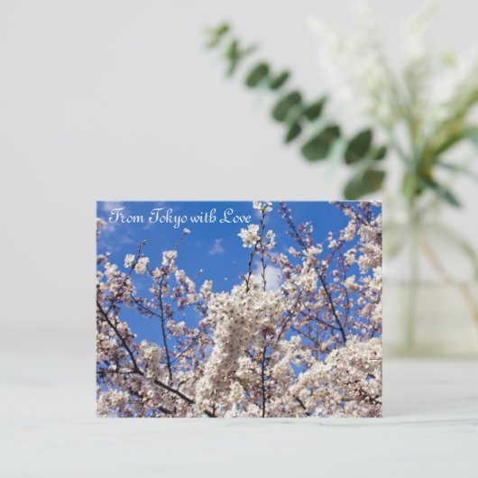Sakura Cherry Blossom White Blue Sky Tokyo Briefkaart (Staand voorkant)