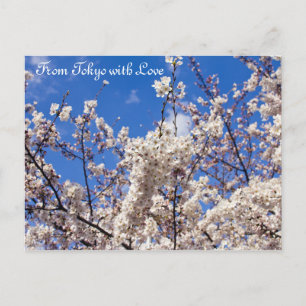Sakura Cherry Blossom White Blue Sky Tokyo Briefkaart
